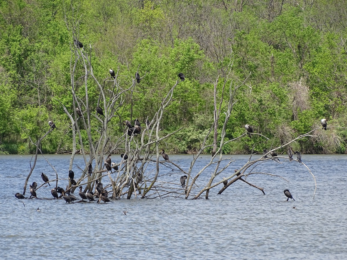 Cormoran à aigrettes - ML343157141