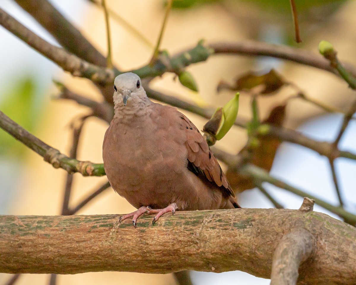 Ruddy Ground Dove - Karl Wirth