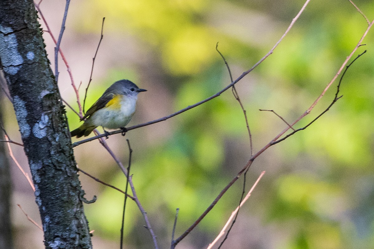 American Redstart - ML343161341