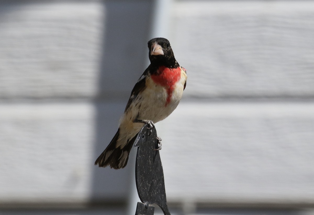 Rose-breasted Grosbeak - Carol Ortenzio