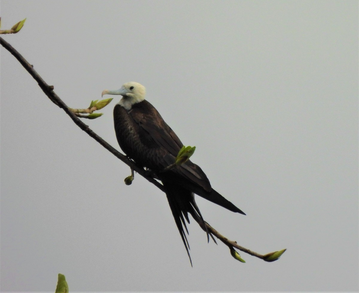 Magnificent Frigatebird - ML343161881