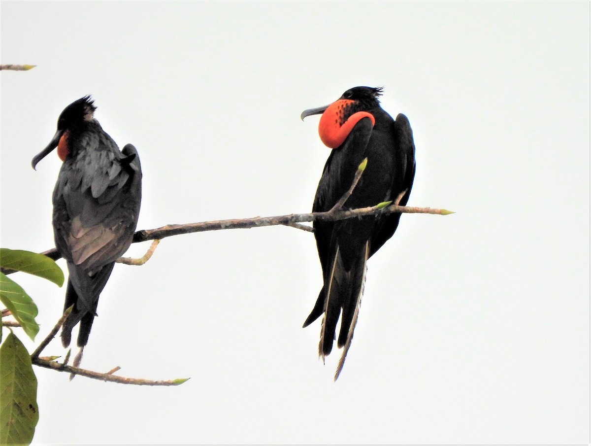 Magnificent Frigatebird - ML343162001