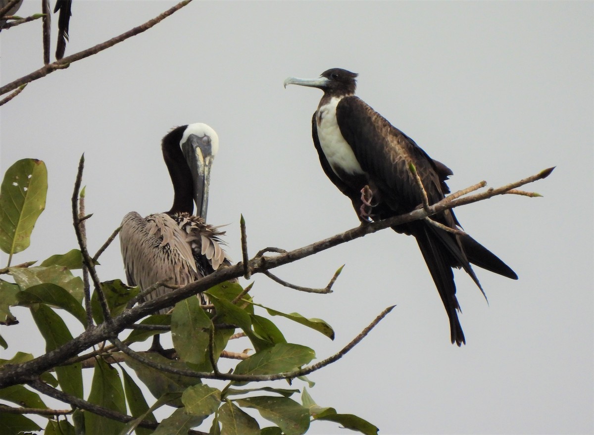 Magnificent Frigatebird - ML343162031