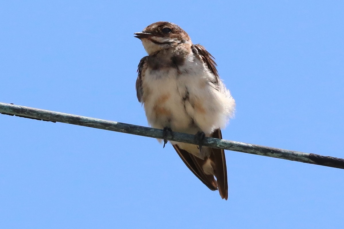 Barn Swallow - ML343162971