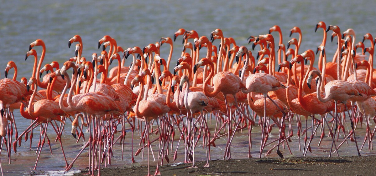 American Flamingo - Anonymous