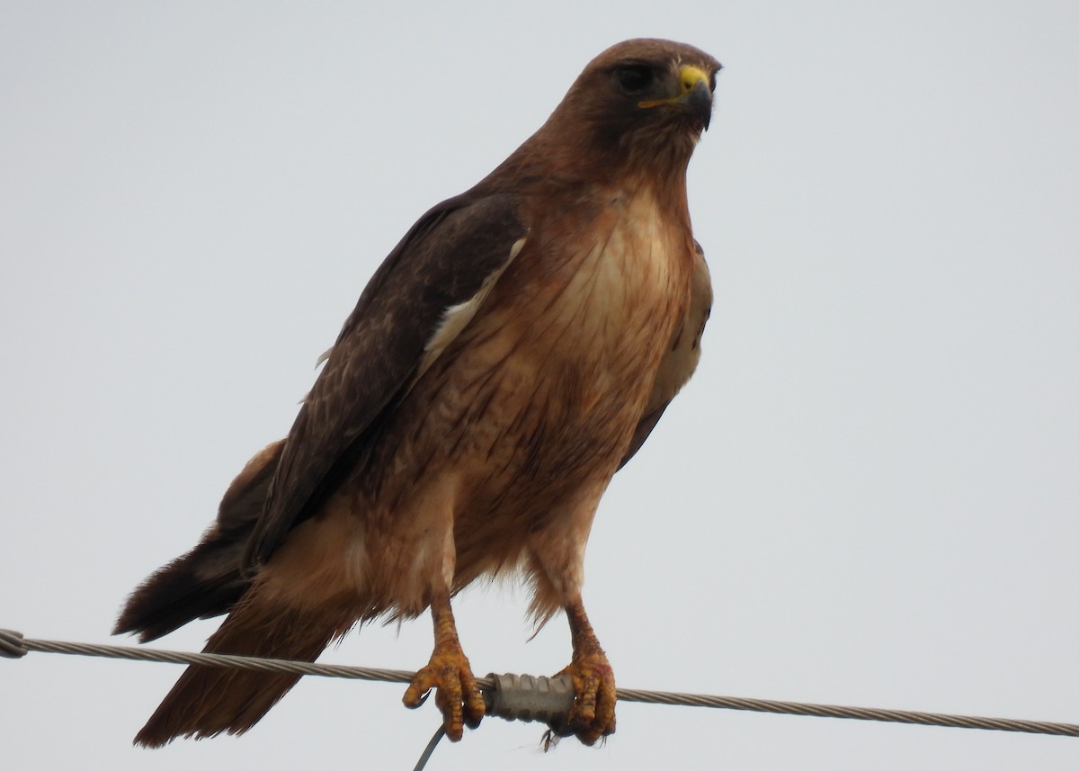 Red-tailed Hawk - ML343164811