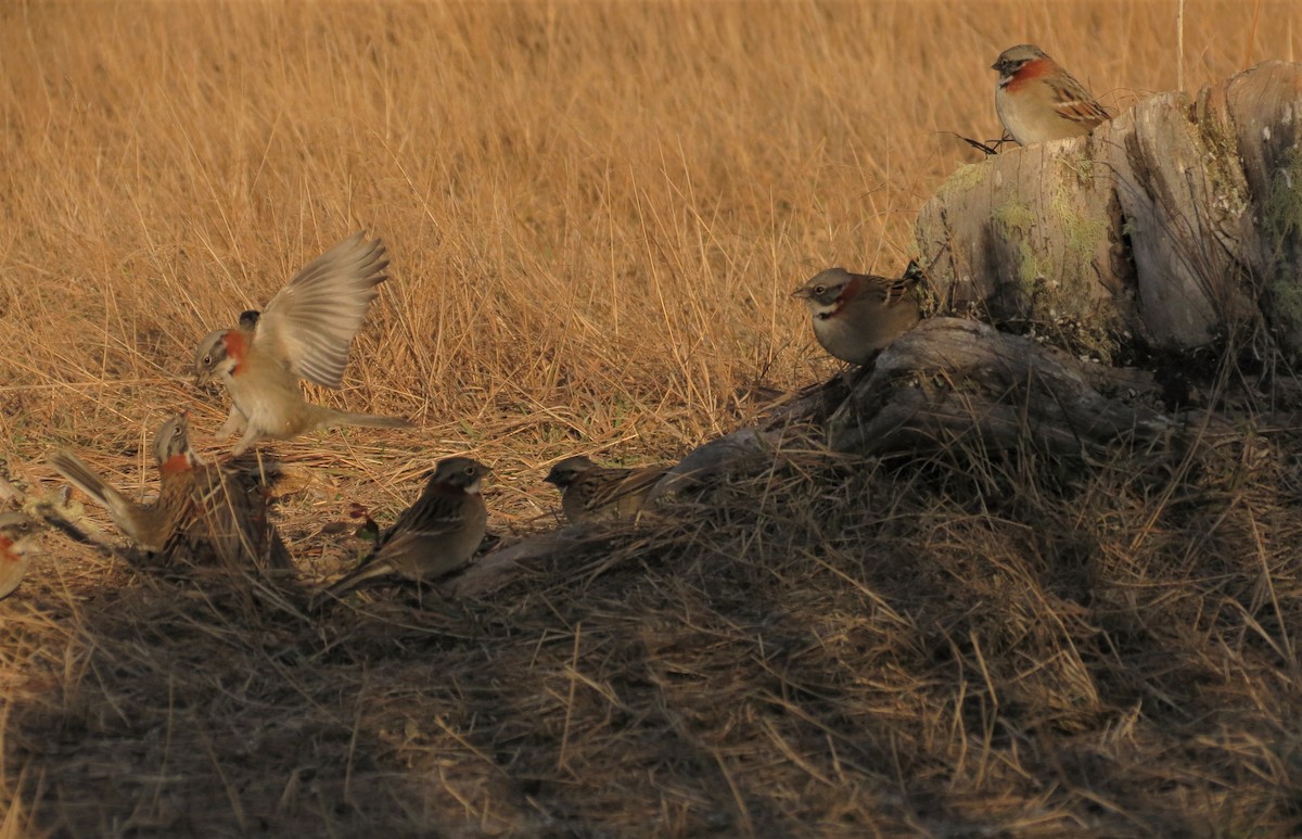 Rufous-collared Sparrow - ML343165051