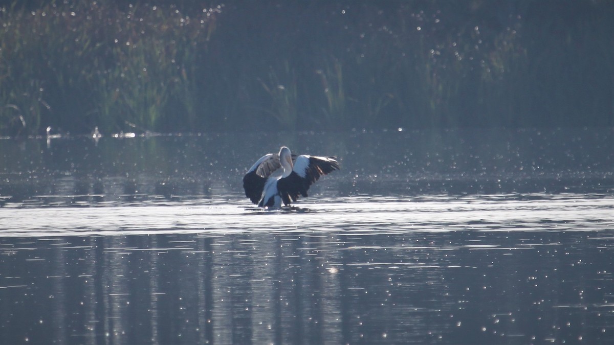 Australian Pelican - ML343165961