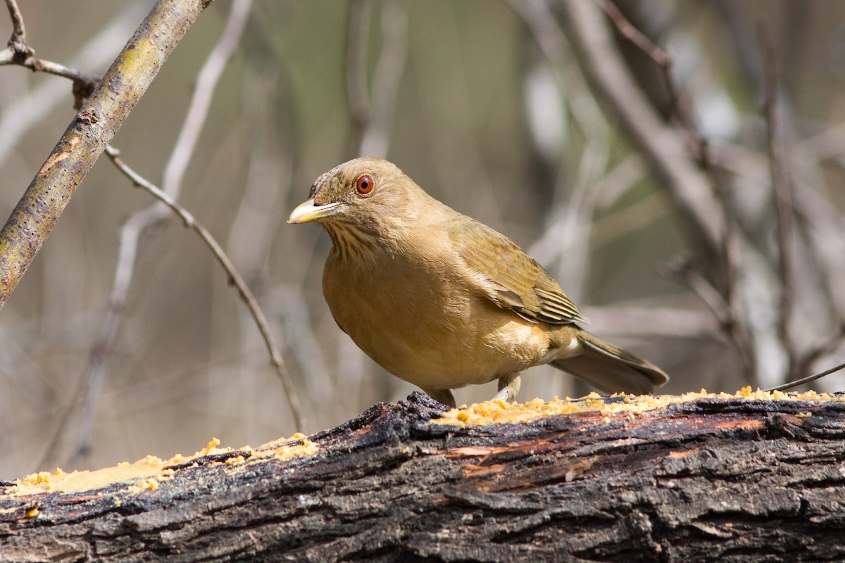 Clay-colored Thrush - ML34316691