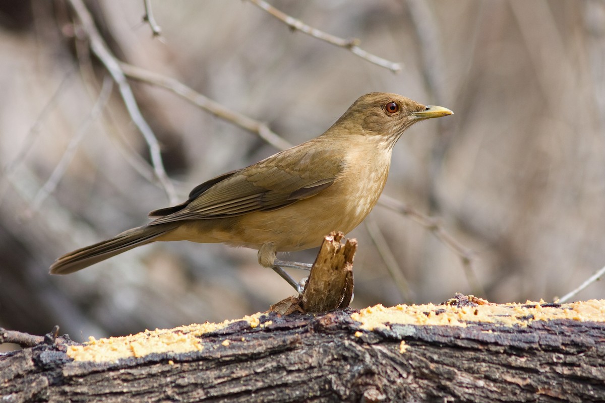 Clay-colored Thrush - ML34316711