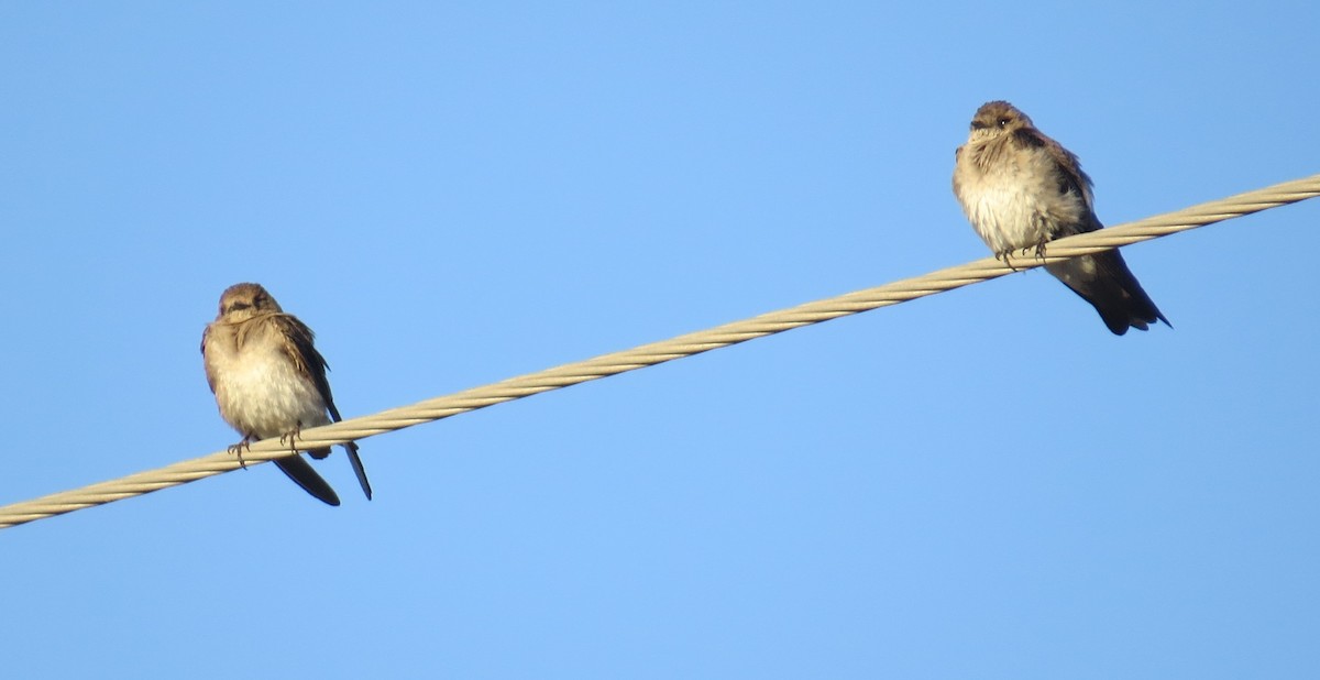 Northern Rough-winged Swallow - ML34316791