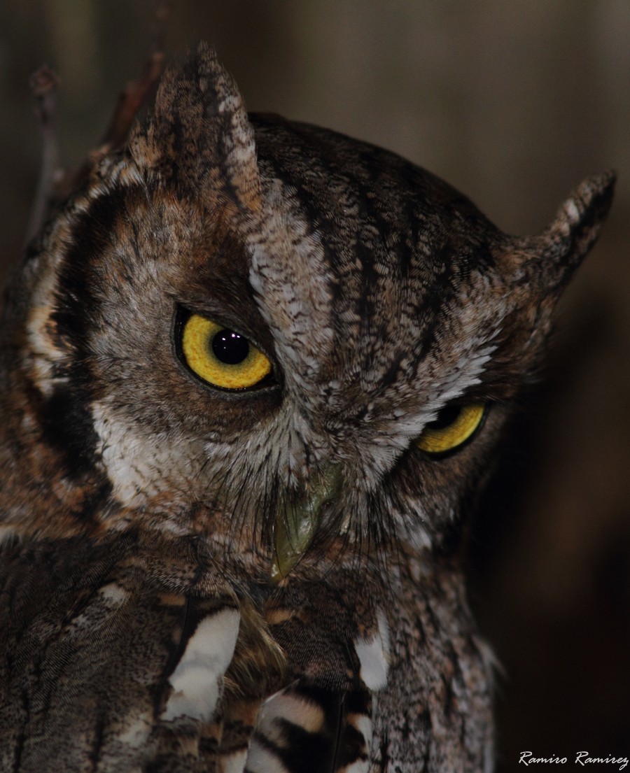 Tropical Screech-Owl - ML343168141