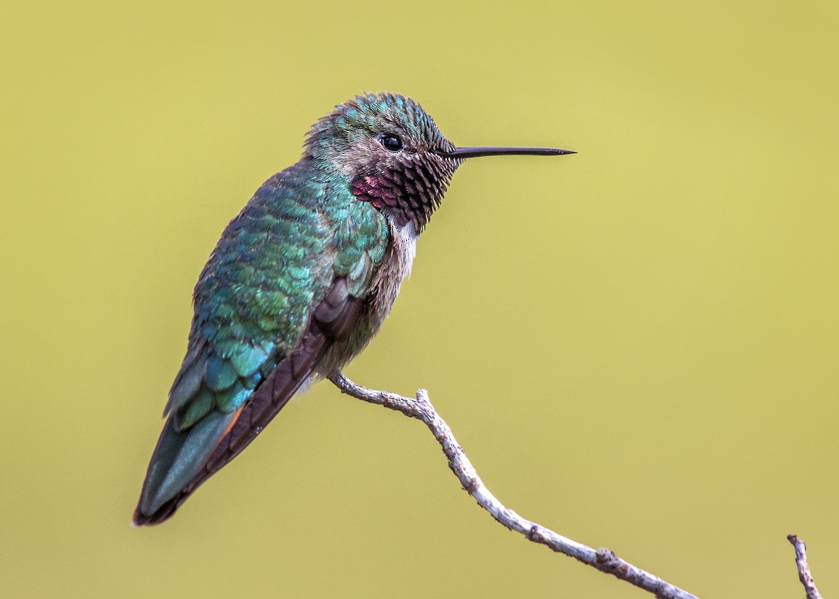 Broad-tailed Hummingbird - ML343169641