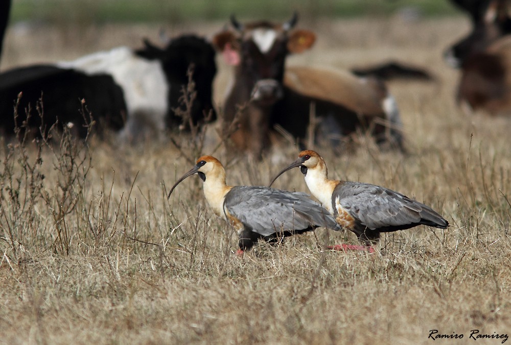 ibis laločnatý - ML343169921