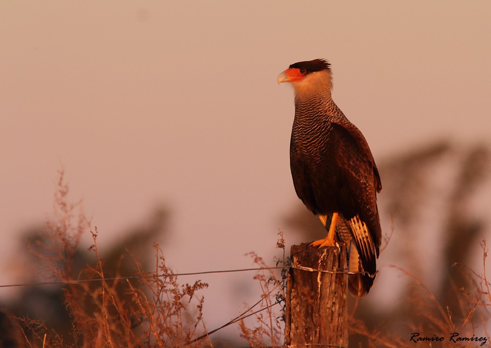 Crested Caracara (Southern) - ML343170301