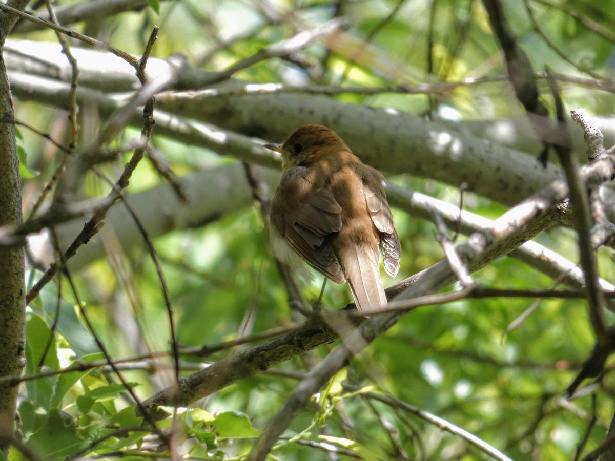 Veery - Tania Mohacsi