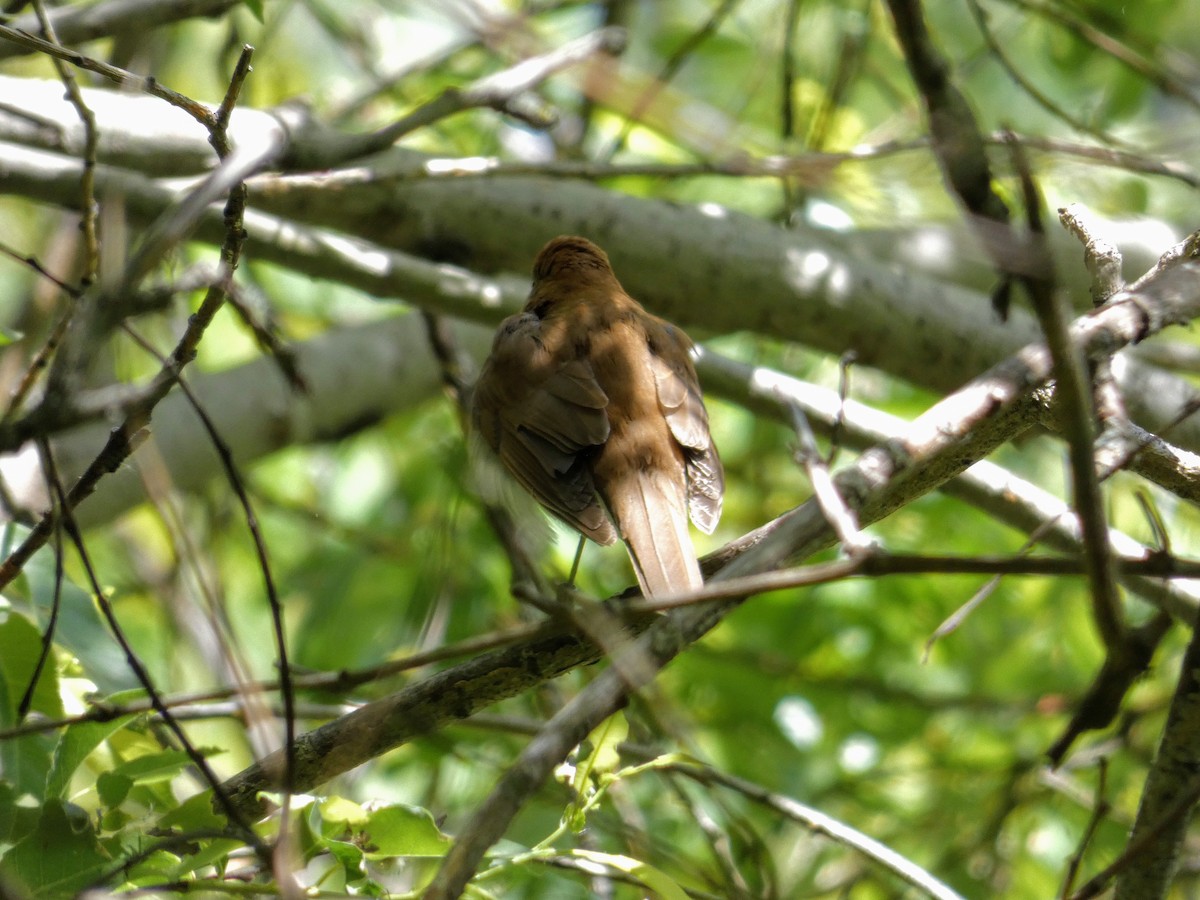 Veery - ML343170461