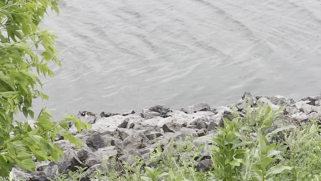 Ruddy Turnstone - ML343170561