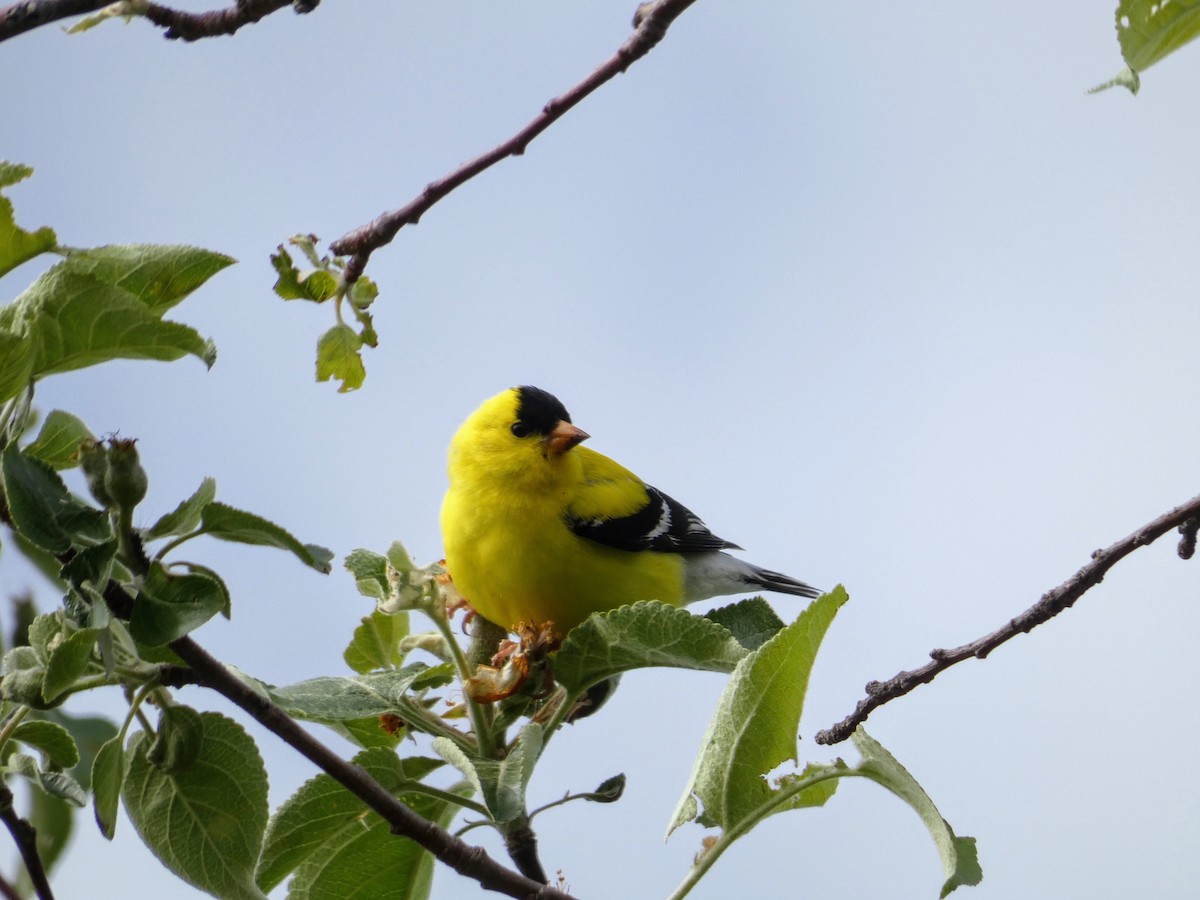 American Goldfinch - ML343171881