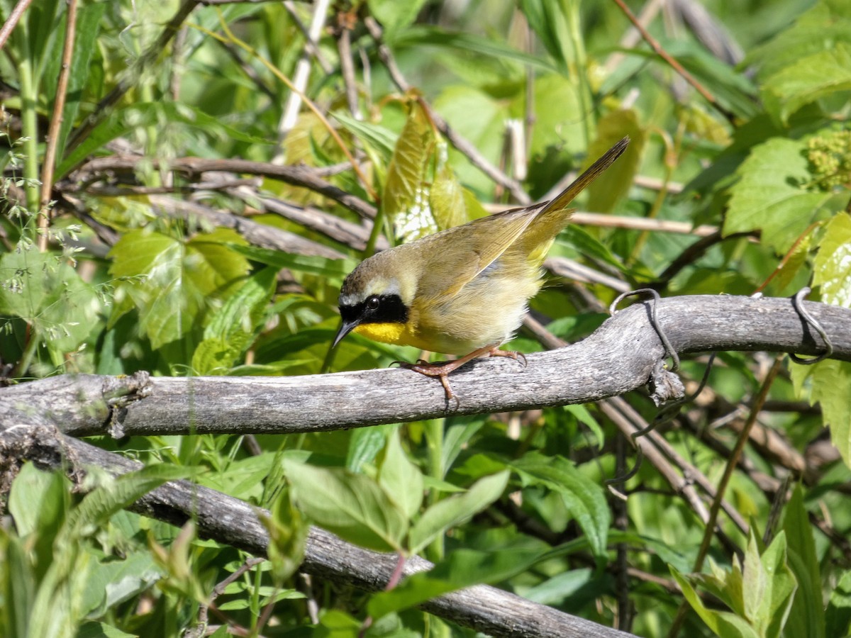 Weidengelbkehlchen - ML343172151