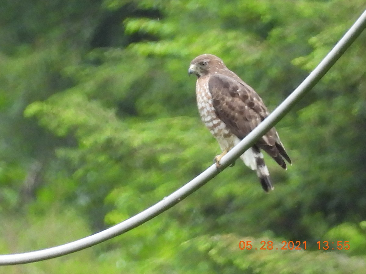 Broad-winged Hawk - Jeff Fengler