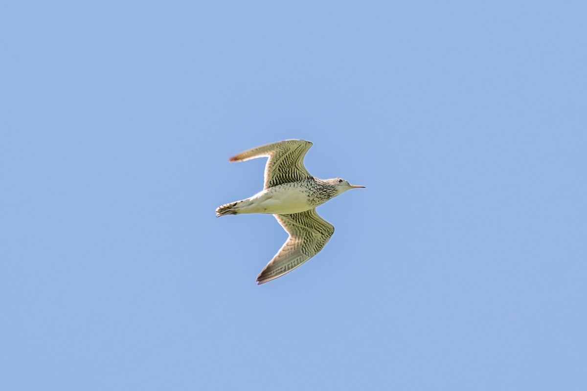 Upland Sandpiper - ML343173861
