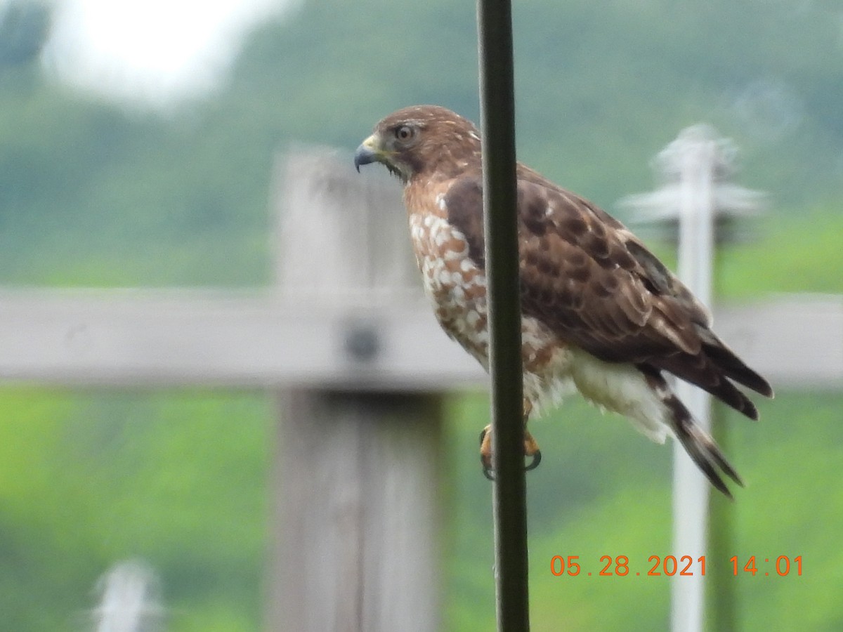 Broad-winged Hawk - ML343173871