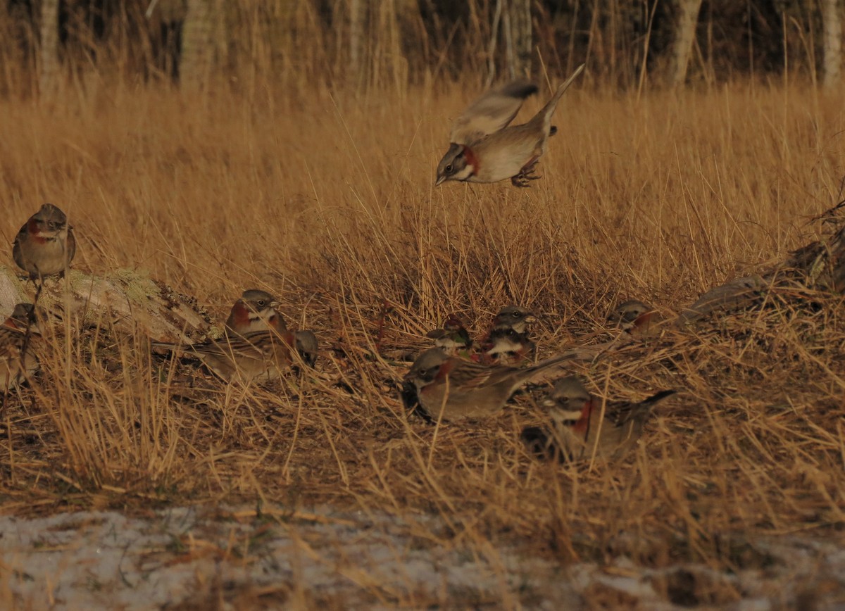 Rufous-collared Sparrow - ML343174471