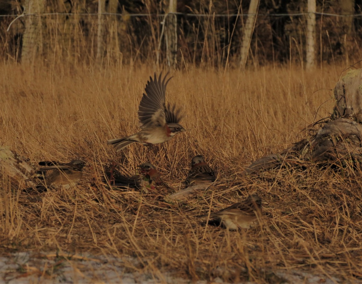 Rufous-collared Sparrow - ML343175391