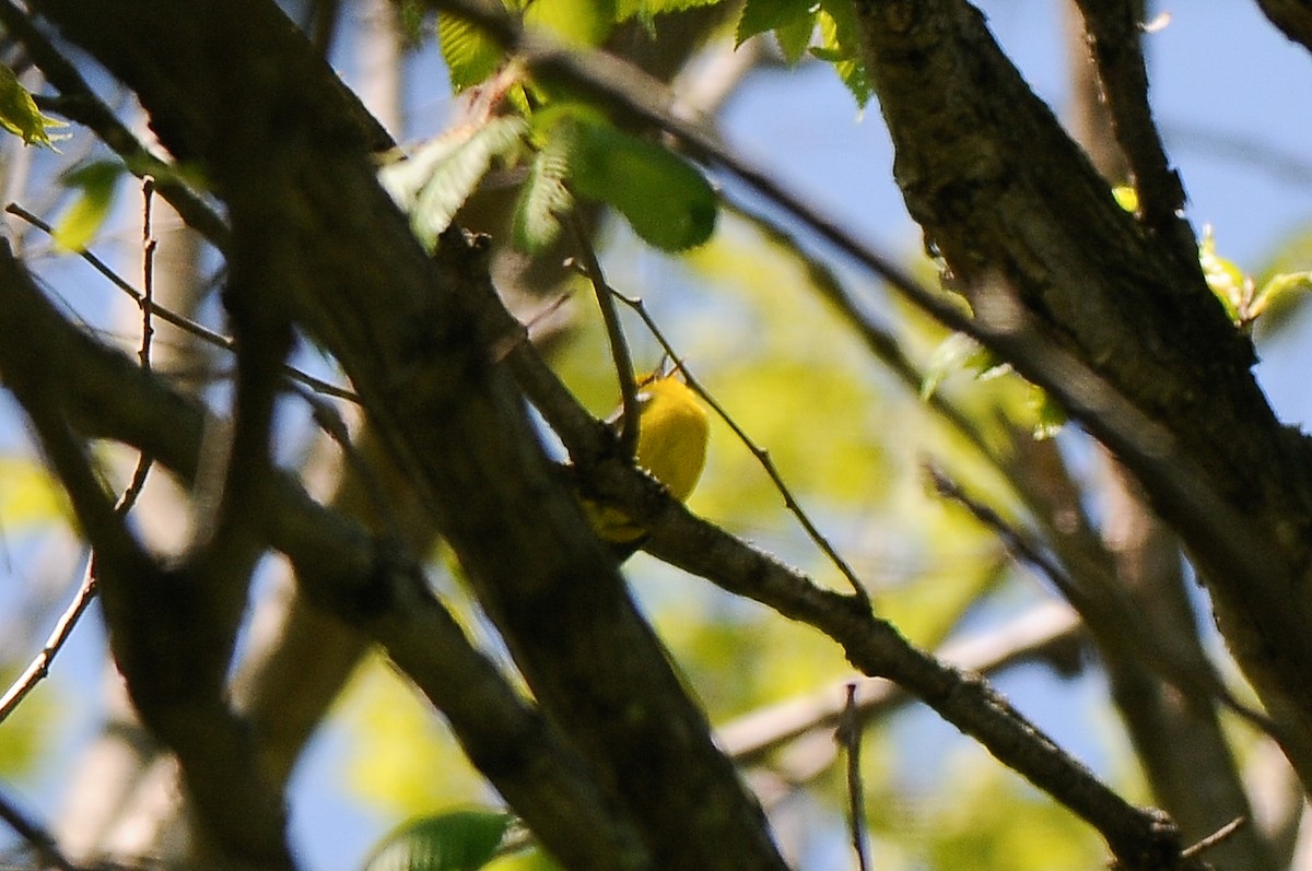 Blue-winged Warbler - Cory Gregory