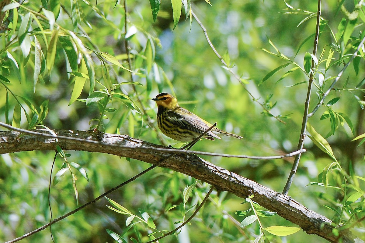 Cape May Warbler - ML343176281