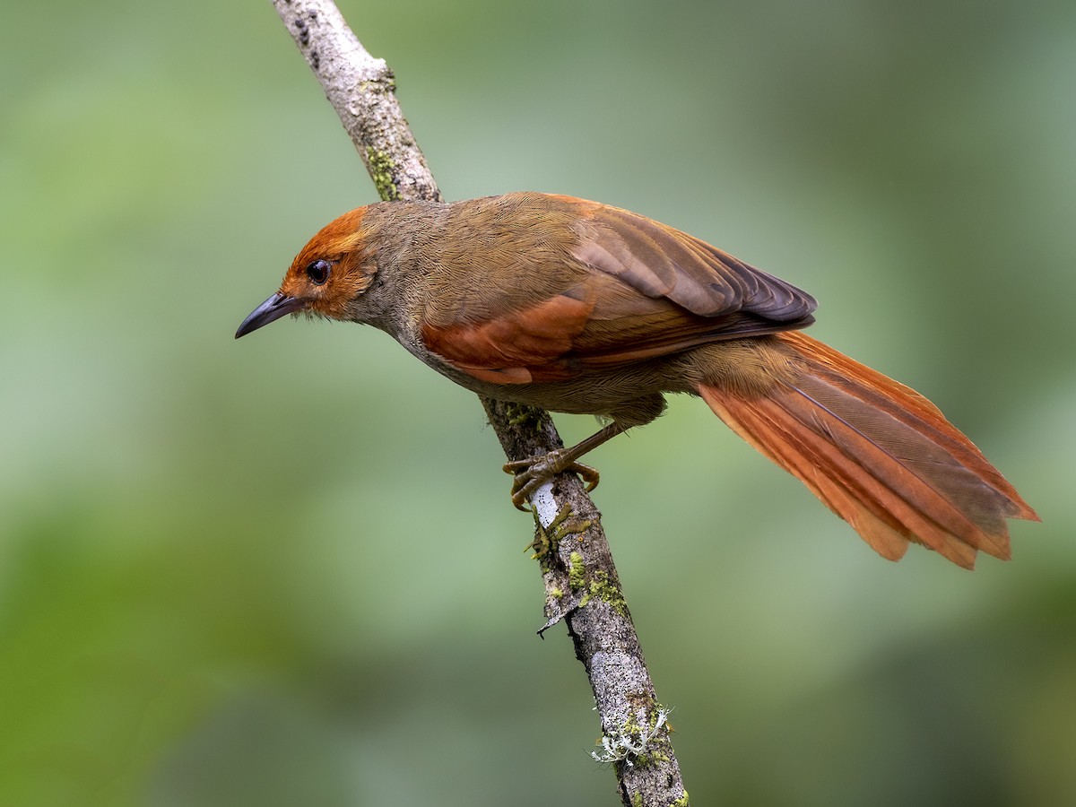 Red-faced Spinetail - Andres Vasquez Noboa