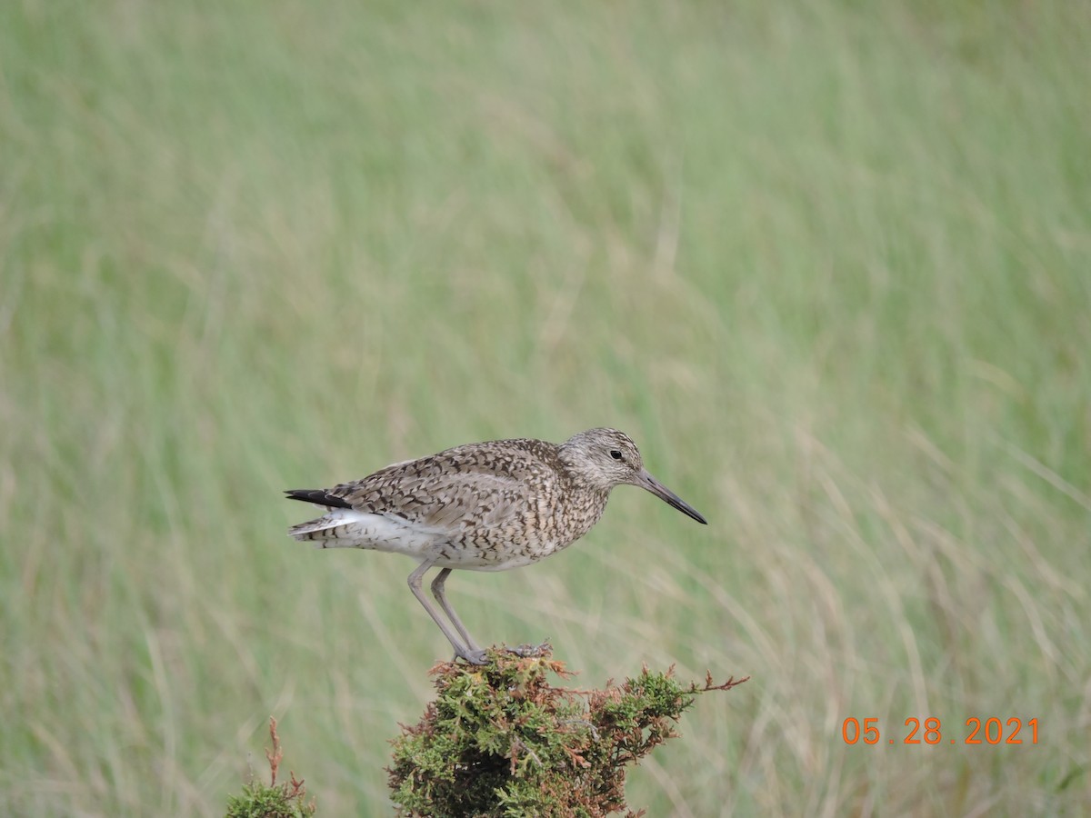 Willet - ML343179991