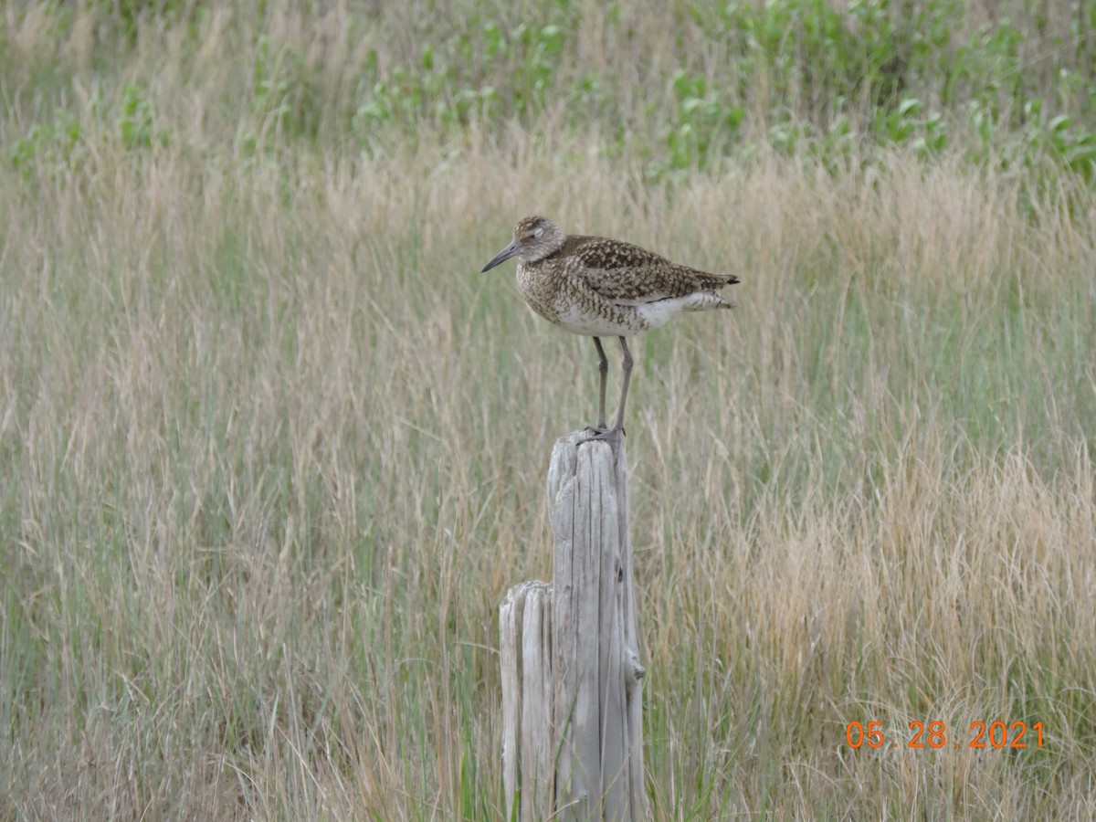 Willet - ML343180021