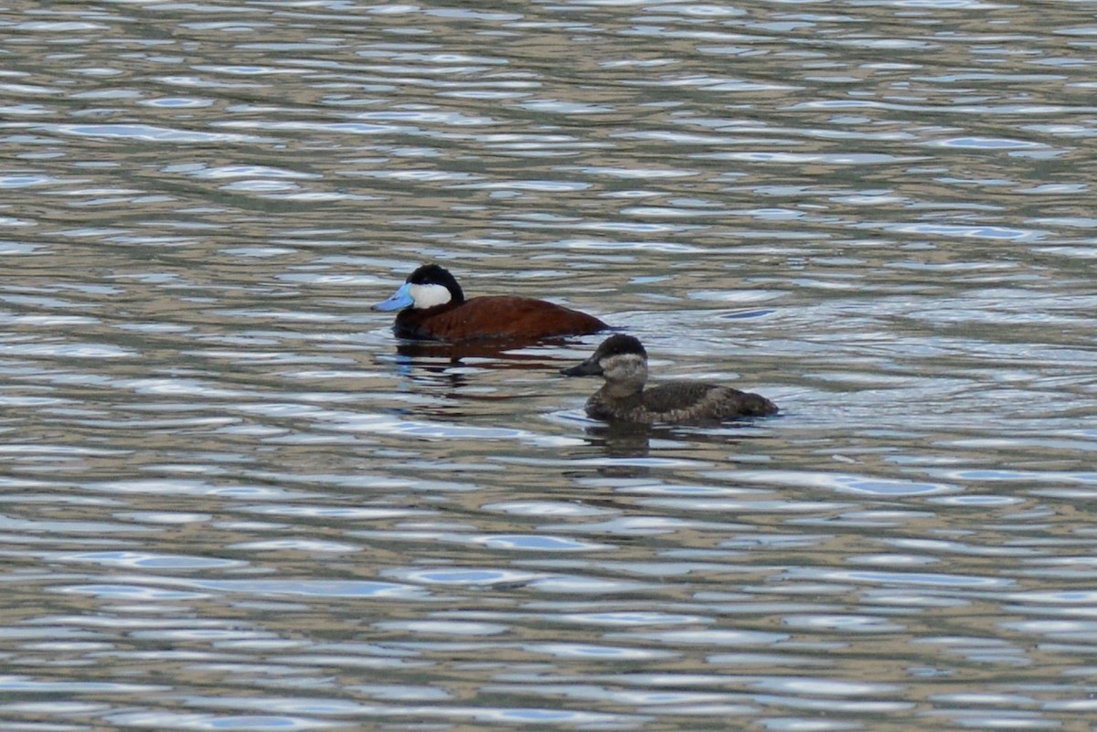 Ruddy Duck - ML343180241