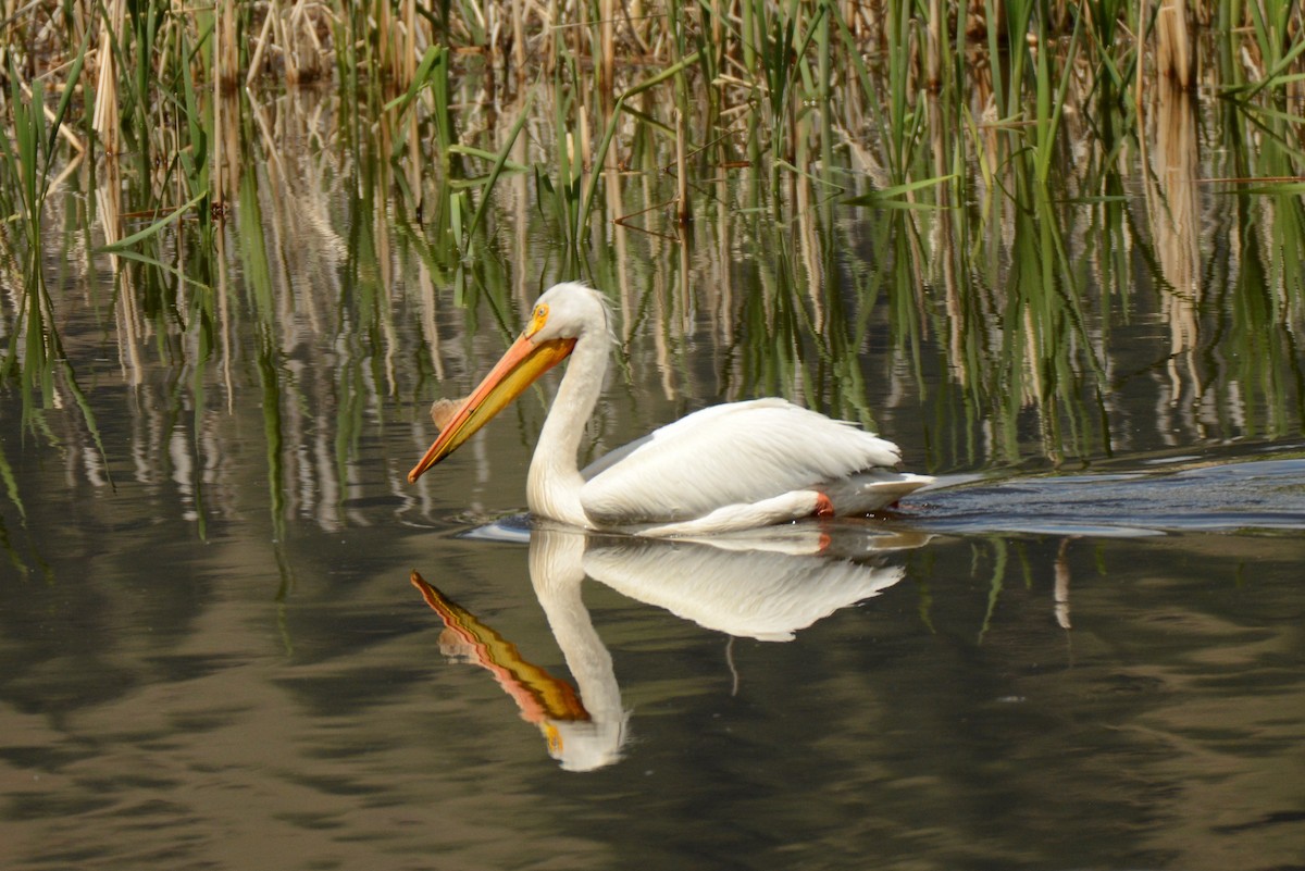 American White Pelican - ML343180441