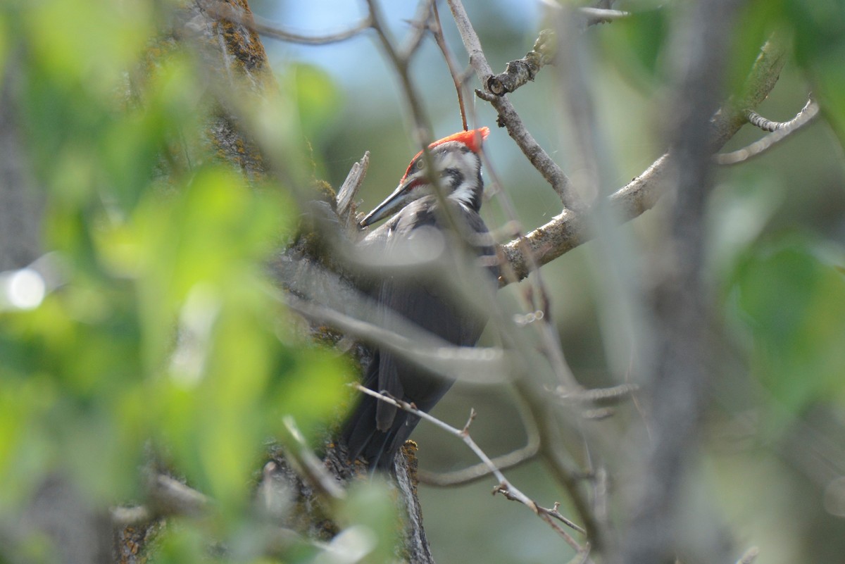 Pileated Woodpecker - ML343180471