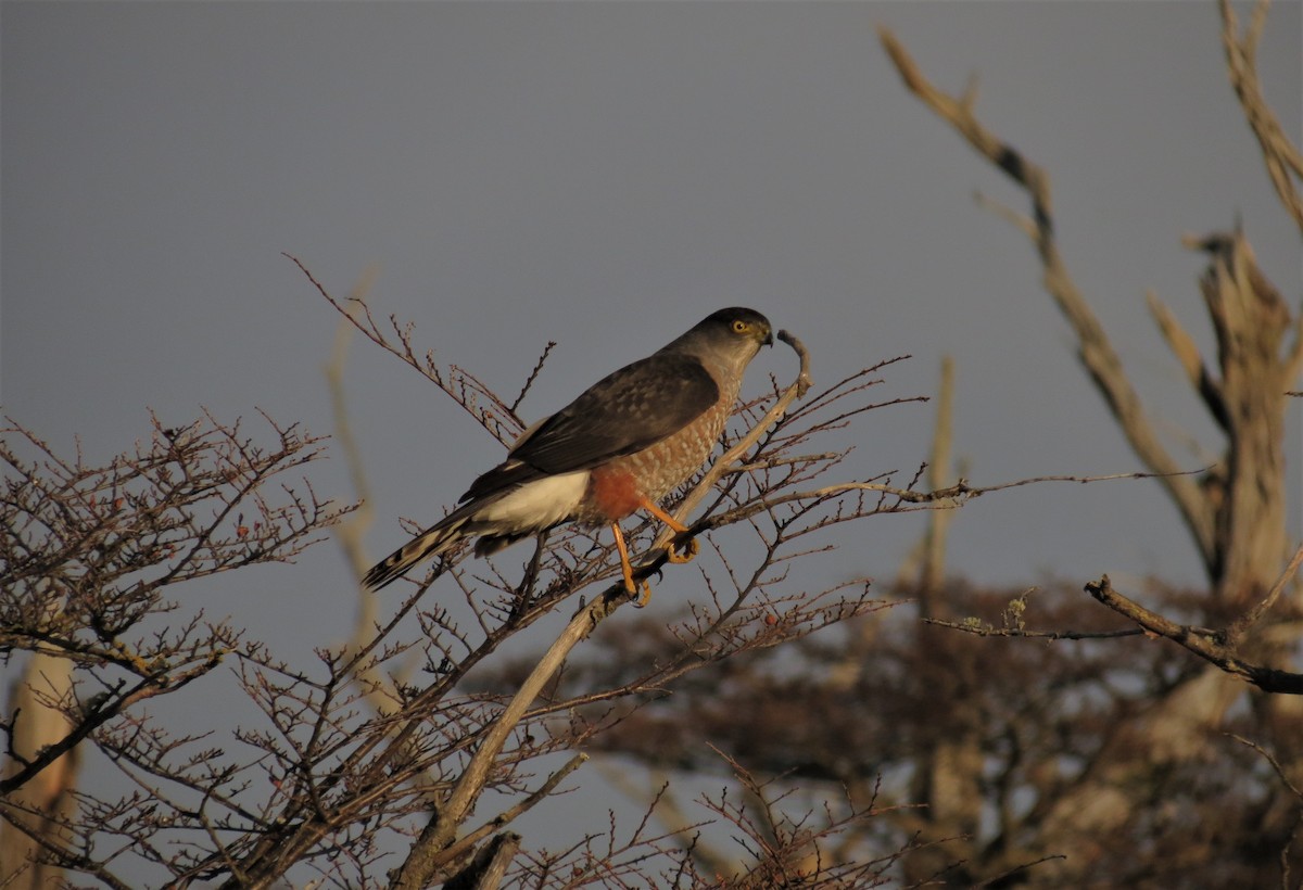 Chilean Hawk - ML343181031