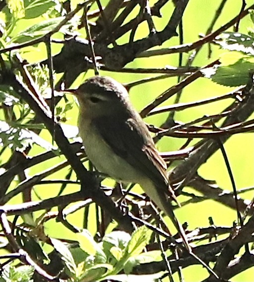 Warbling Vireo - ML343181251