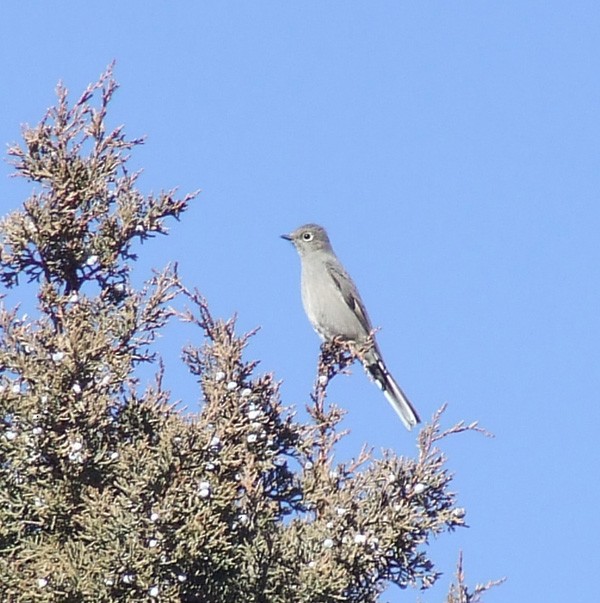 Townsend's Solitaire - ML343181431