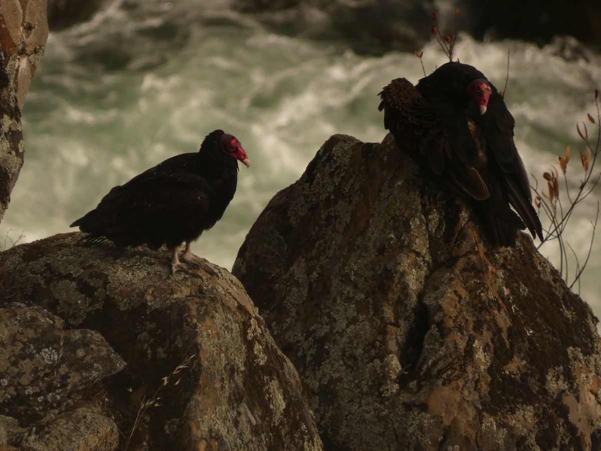 Turkey Vulture - Jasen Liu