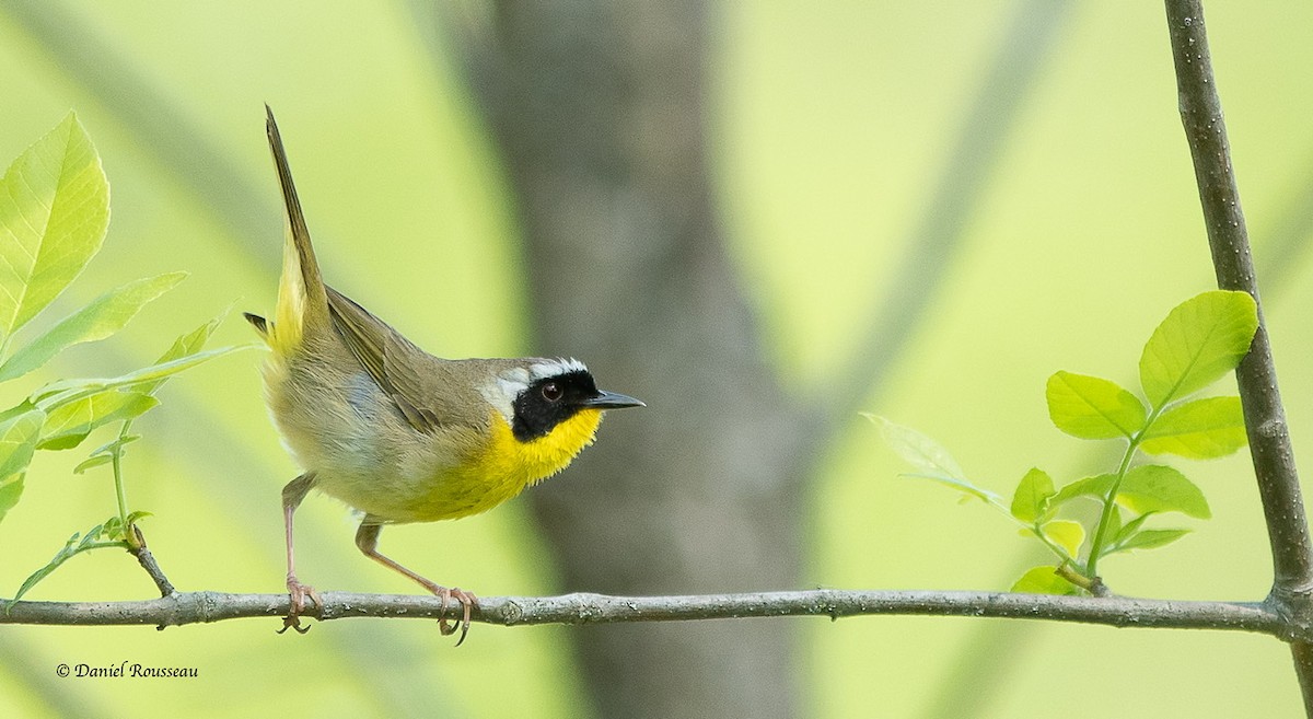 Common Yellowthroat - ML343183581