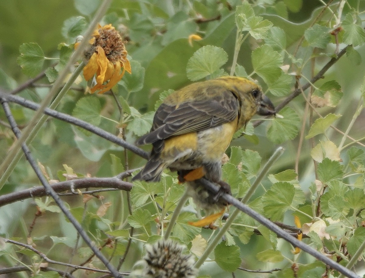 Red Crossbill - ML343184661