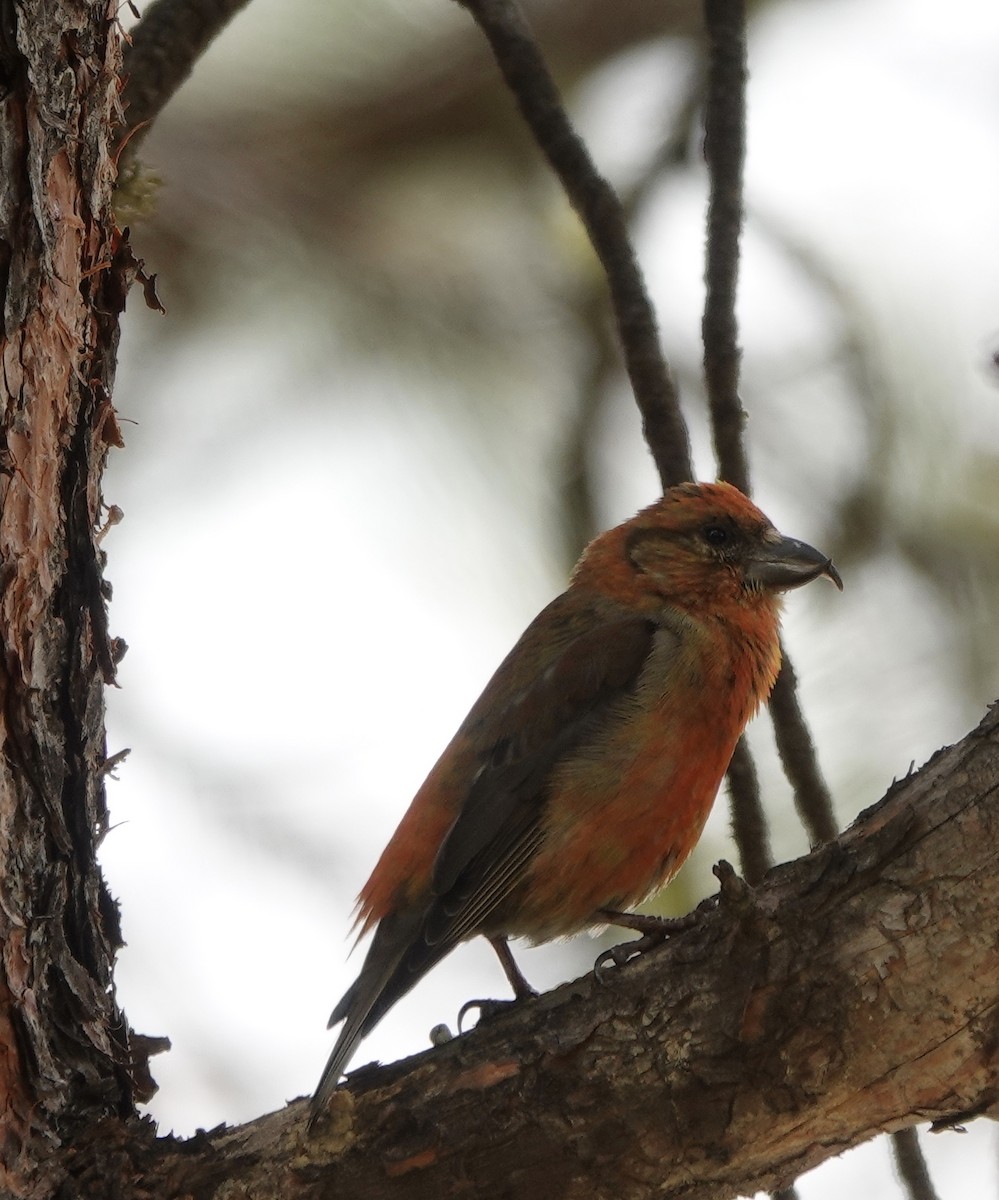 Red Crossbill - ML343185041