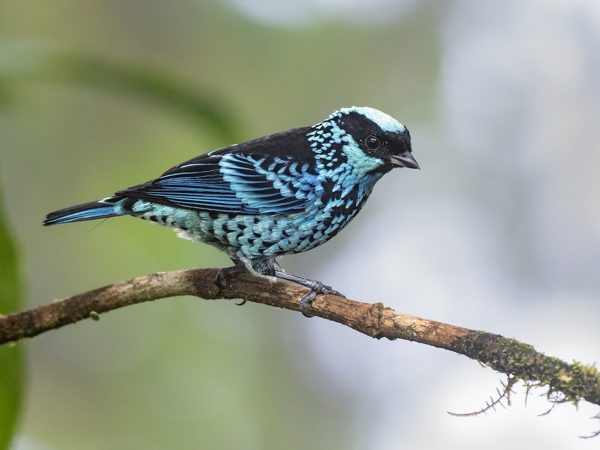 Beryl-spangled Tanager - Andres Vasquez Noboa