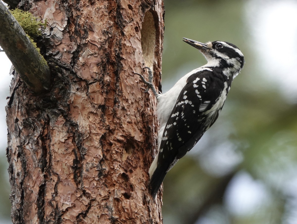 Hairy Woodpecker - ML343185611