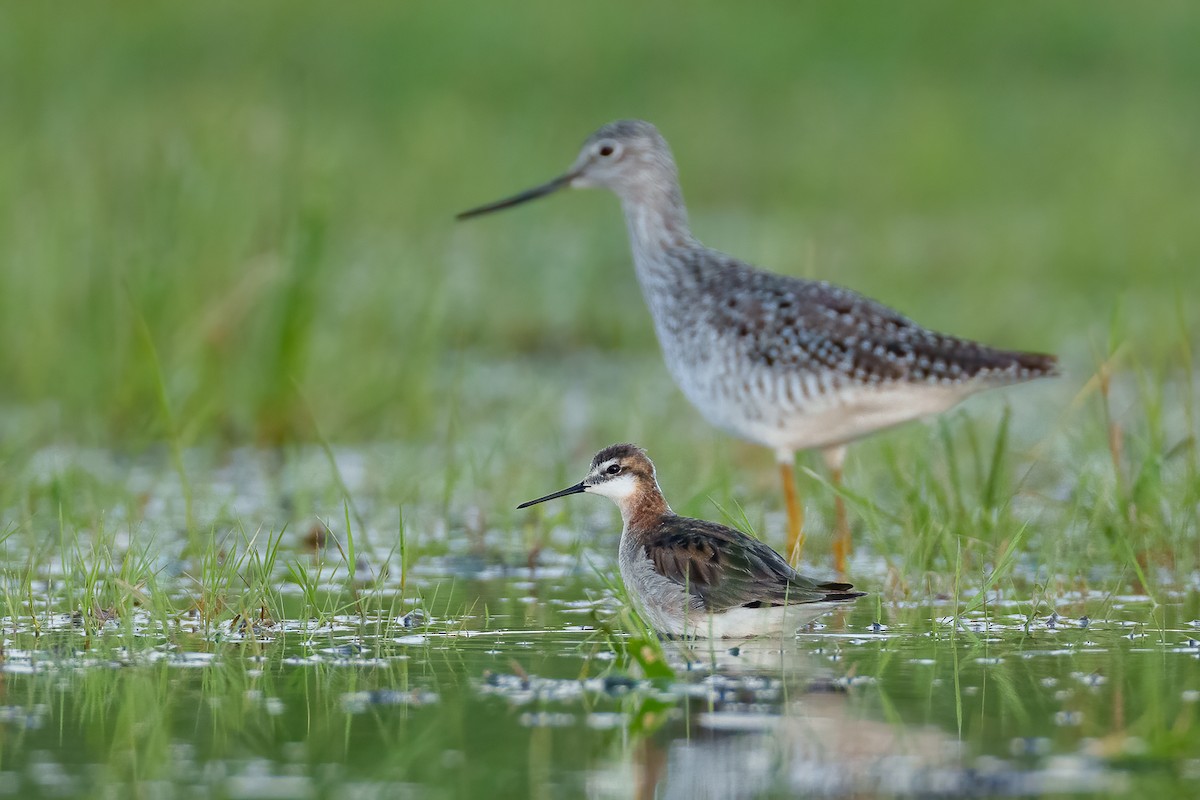 Wilson's Phalarope - Geoff Newhouse