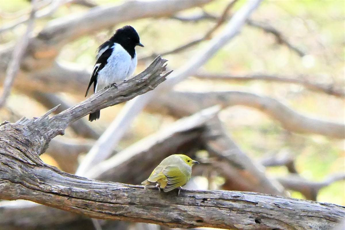 Hooded Robin - ML343189121