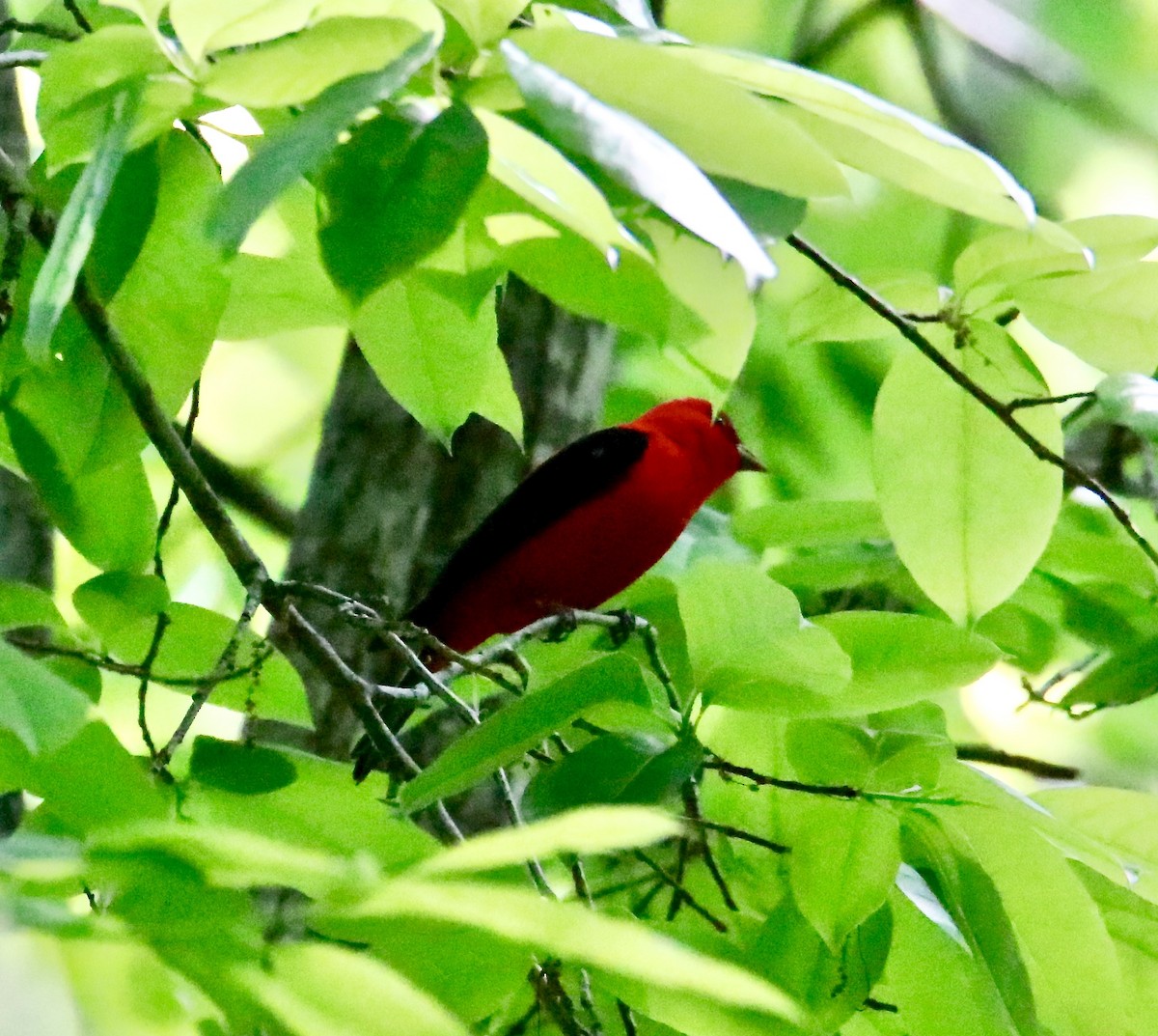 Scarlet Tanager - Jim Gant