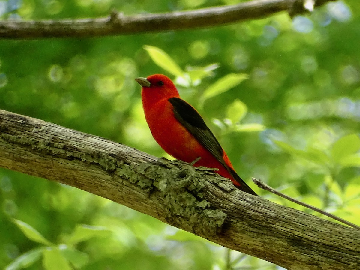 Scarlet Tanager - ML343191791